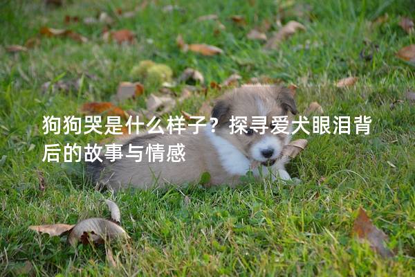 狗狗哭是什么样子？探寻爱犬眼泪背后的故事与情感