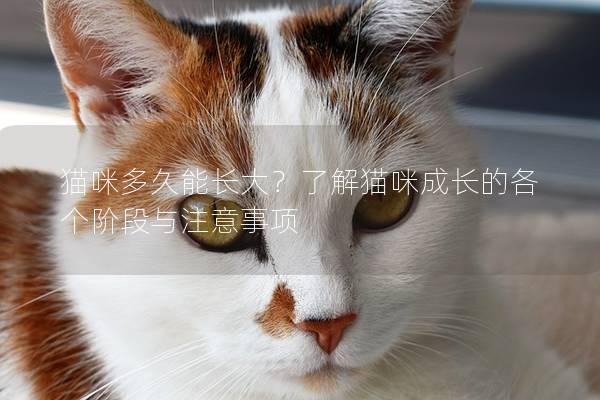 猫咪多久能长大？了解猫咪成长的各个阶段与注意事项