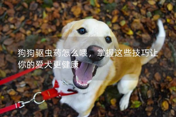 狗狗驱虫药怎么喂，掌握这些技巧让你的爱犬更健康
