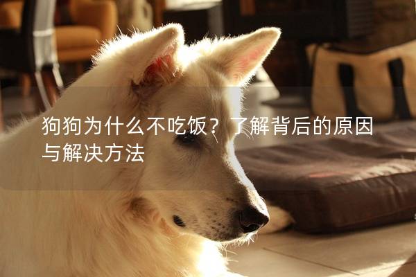 狗狗为什么不吃饭？了解背后的原因与解决方法