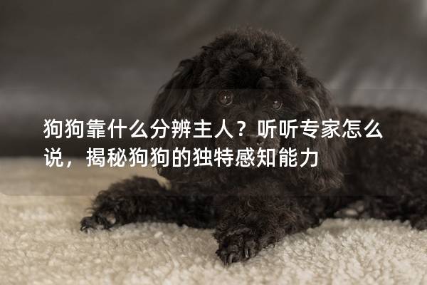 狗狗靠什么分辨主人？听听专家怎么说，揭秘狗狗的独特感知能力