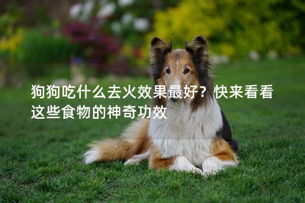 狗狗吃什么去火效果最好？快来看看这些食物的神奇功效