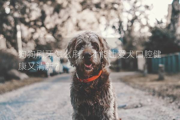 狗狗刷牙怎么刷，才能让爱犬口腔健康又清新？