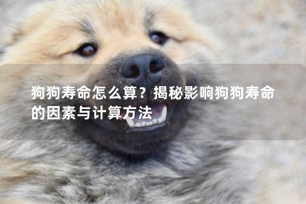狗狗寿命怎么算？揭秘影响狗狗寿命的因素与计算方法
