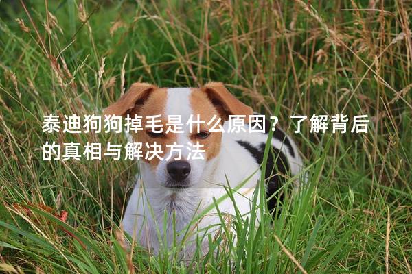 泰迪狗狗掉毛是什么原因？了解背后的真相与解决方法