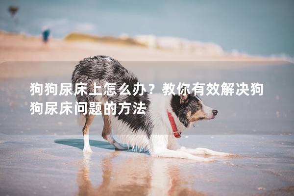 狗狗尿床上怎么办？教你有效解决狗狗尿床问题的方法