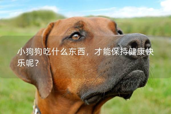 小狗狗吃什么东西，才能保持健康快乐呢？