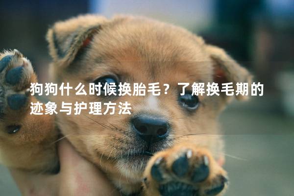 狗狗什么时候换胎毛？了解换毛期的迹象与护理方法