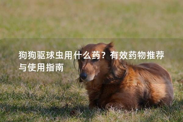 狗狗驱球虫用什么药？有效药物推荐与使用指南