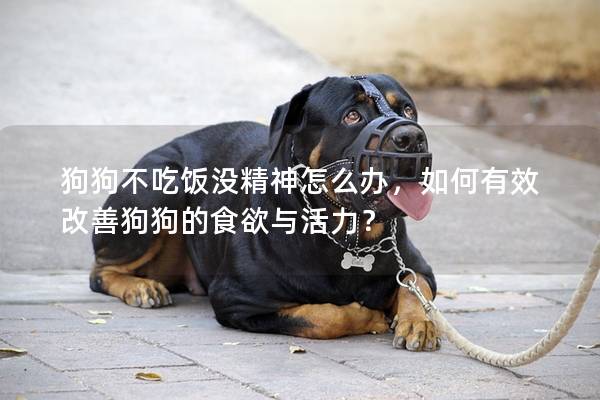 狗狗不吃饭没精神怎么办，如何有效改善狗狗的食欲与活力？