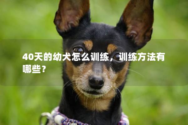 40天的幼犬怎么训练，训练方法有哪些？