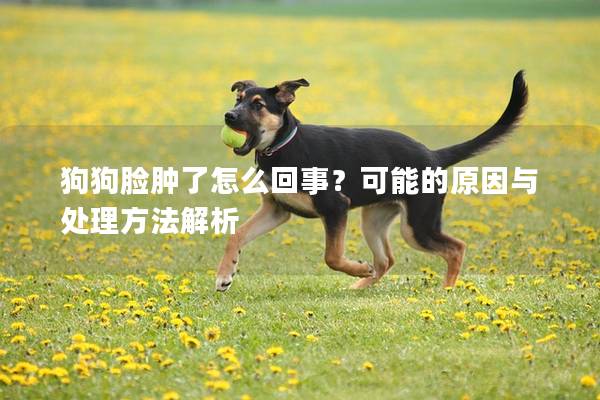 狗狗脸肿了怎么回事？可能的原因与处理方法解析