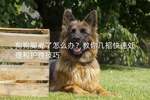 狗狗脚崴了怎么办？教你几招快速处理和护理技巧