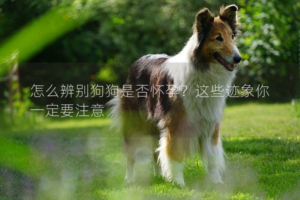 怎么辨别狗狗是否怀孕？这些迹象你一定要注意