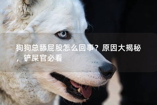 狗狗总舔屁股怎么回事？原因大揭秘，铲屎官必看