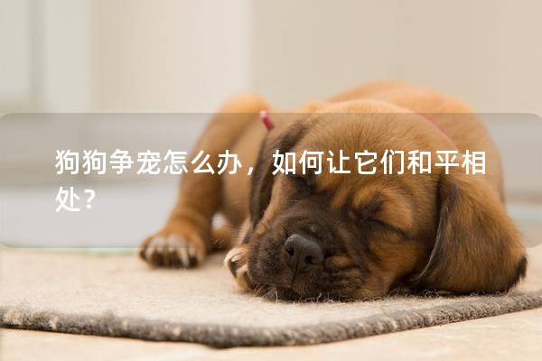 狗狗争宠怎么办，如何让它们和平相处？