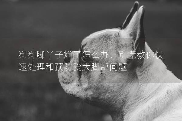 狗狗脚丫子烂了怎么办，别慌教你快速处理和预防爱犬脚部问题