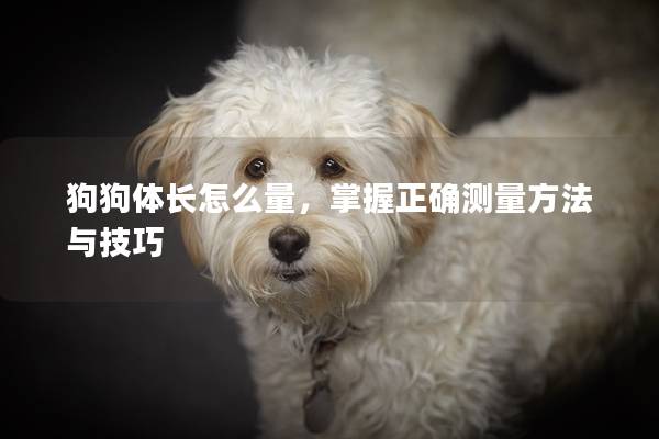 狗狗体长怎么量，掌握正确测量方法与技巧