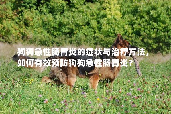 狗狗急性肠胃炎的症状与治疗方法，如何有效预防狗狗急性肠胃炎？
