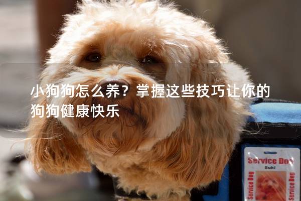 小狗狗怎么养？掌握这些技巧让你的狗狗健康快乐