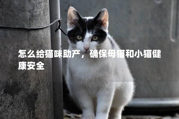 怎么给猫咪助产，确保母猫和小猫健康安全