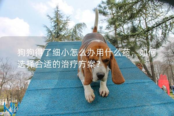 狗狗得了细小怎么办用什么药，如何选择合适的治疗方案？