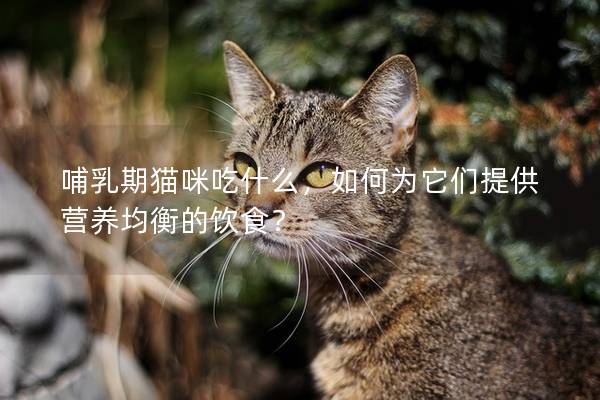 哺乳期猫咪吃什么，如何为它们提供营养均衡的饮食？