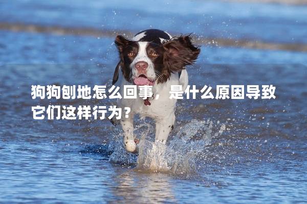 狗狗刨地怎么回事，是什么原因导致它们这样行为？