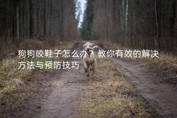 狗狗咬鞋子怎么办？教你有效的解决方法与预防技巧