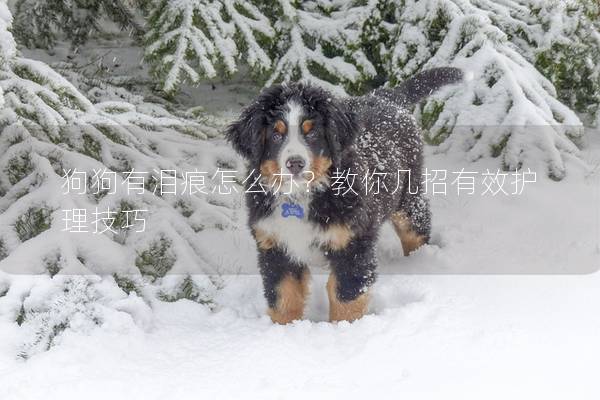 狗狗有泪痕怎么办？教你几招有效护理技巧