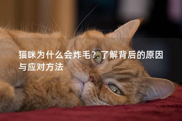猫咪为什么会炸毛？了解背后的原因与应对方法