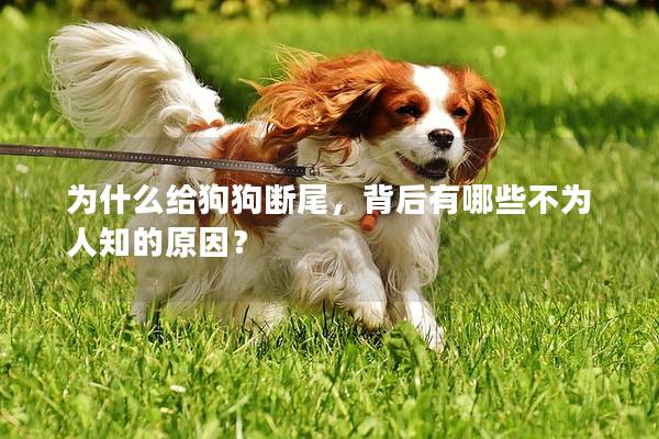 为什么给狗狗断尾，背后有哪些不为人知的原因？