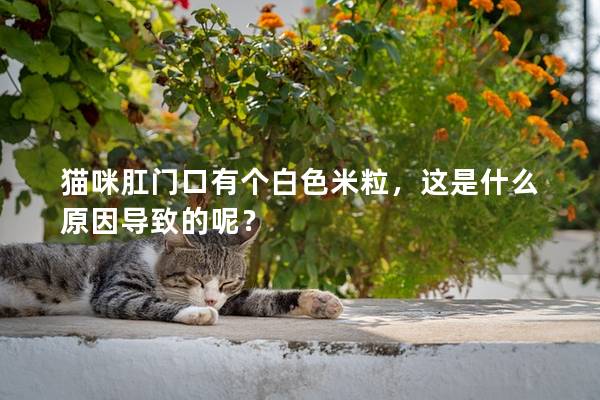 猫咪肛门口有个白色米粒，这是什么原因导致的呢？