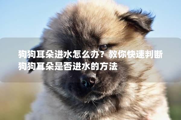 狗狗耳朵进水怎么办？教你快速判断狗狗耳朵是否进水的方法