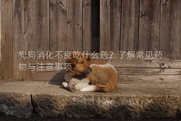 狗狗消化不良吃什么药？了解常见药物与注意事项