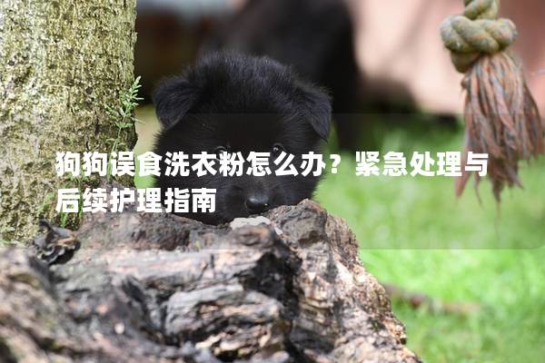 狗狗误食洗衣粉怎么办？紧急处理与后续护理指南