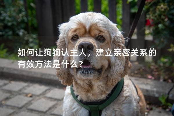 如何让狗狗认主人，建立亲密关系的有效方法是什么？