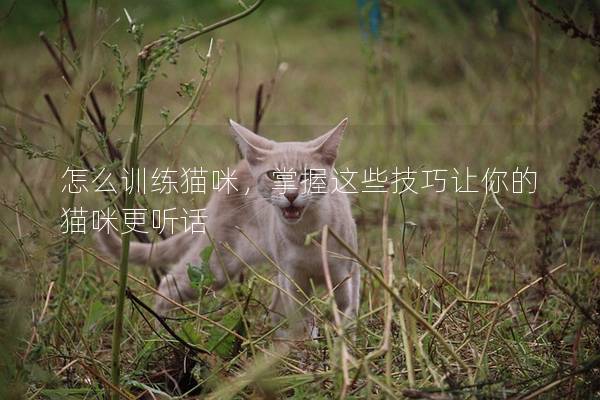 怎么训练猫咪，掌握这些技巧让你的猫咪更听话