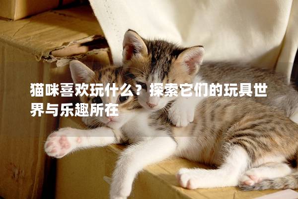 猫咪喜欢玩什么？探索它们的玩具世界与乐趣所在
