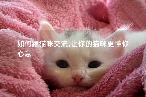 如何跟猫咪交流,让你的猫咪更懂你心意