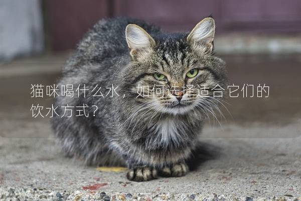 猫咪喝什么水，如何选择适合它们的饮水方式？