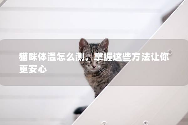 猫咪体温怎么测，掌握这些方法让你更安心