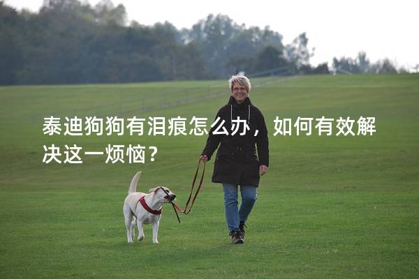 泰迪狗狗有泪痕怎么办，如何有效解决这一烦恼？