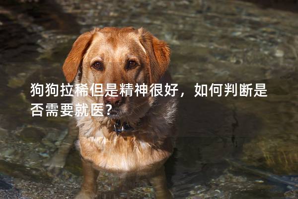 狗狗拉稀但是精神很好，如何判断是否需要就医？