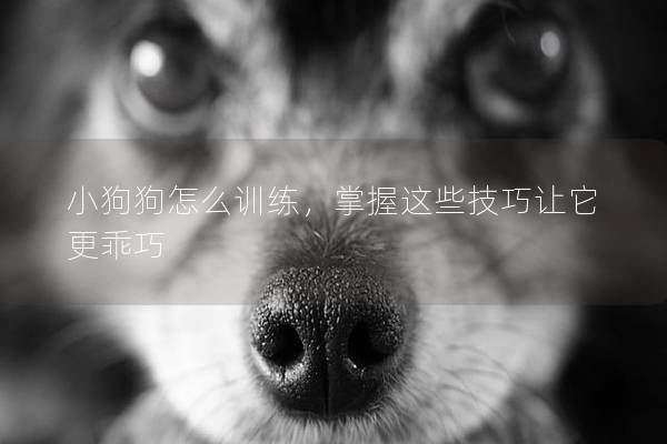 小狗狗怎么训练，掌握这些技巧让它更乖巧