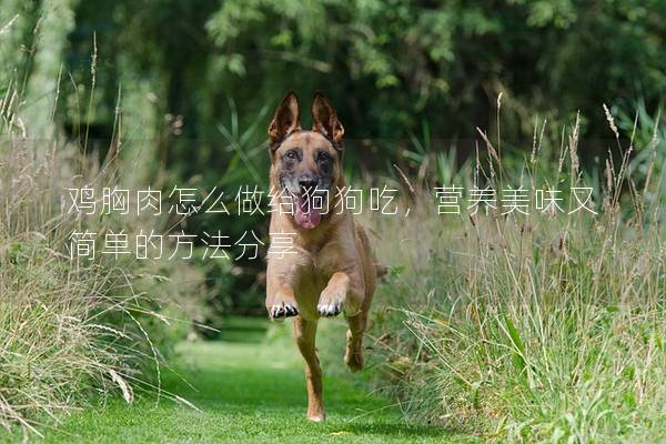 鸡胸肉怎么做给狗狗吃，营养美味又简单的方法分享