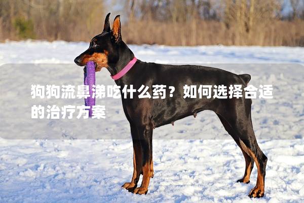 狗狗流鼻涕吃什么药？如何选择合适的治疗方案