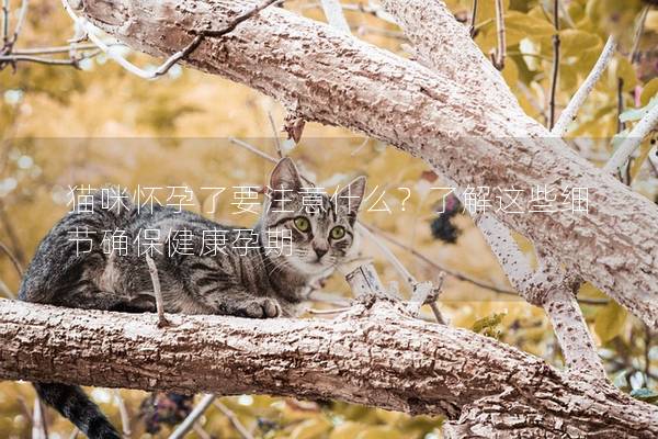 猫咪怀孕了要注意什么？了解这些细节确保健康孕期