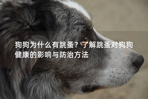 狗狗为什么有跳蚤？了解跳蚤对狗狗健康的影响与防治方法