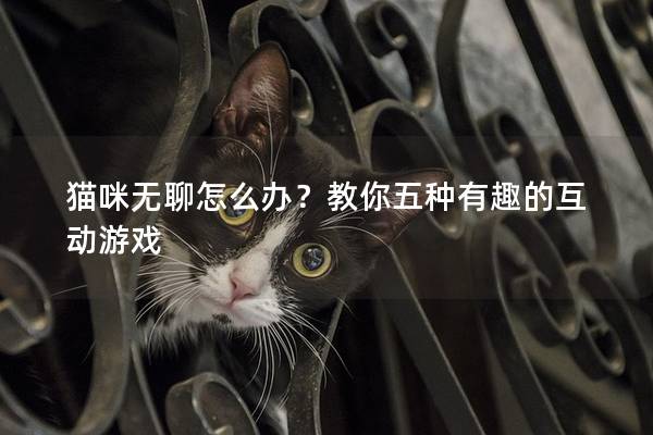 猫咪无聊怎么办？教你五种有趣的互动游戏